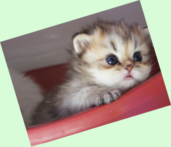wp7cb0a590.png
