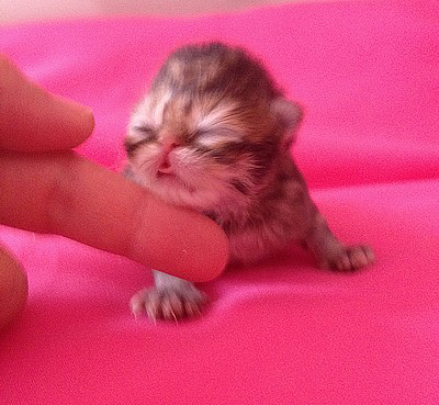 wpf92e970e.png