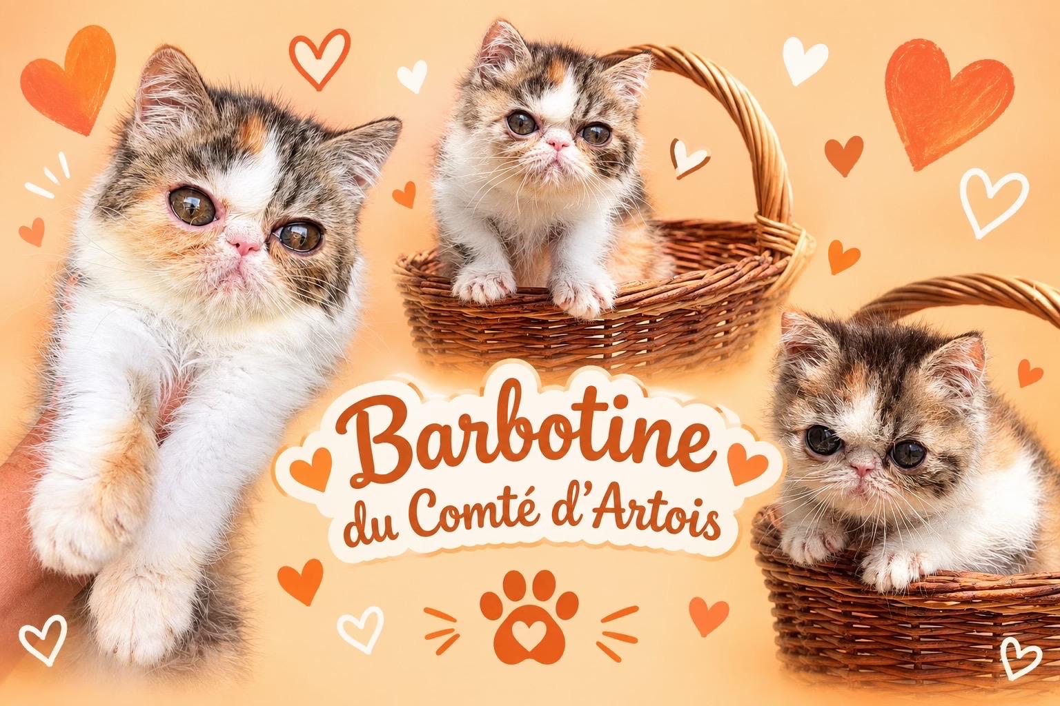 Barbotine du Comt&eacute; d'Artois