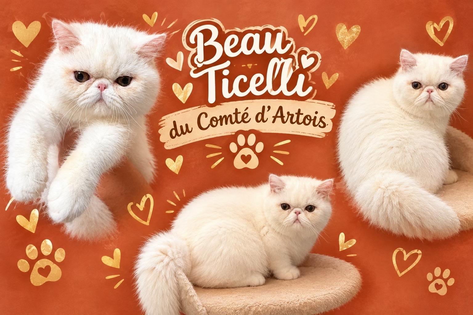 Beau Ticelli du comt&eacute; d'Artois