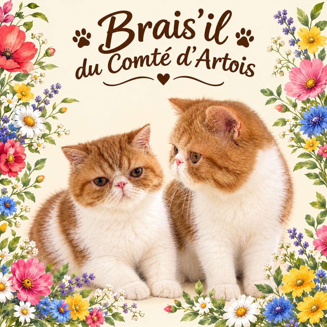 m&acirc;le exotic shorthair roux et blanc pour la compagnie, disponible &agrave; la r&eacute;servation